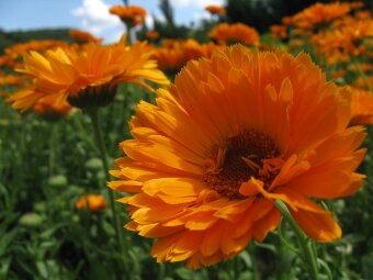 Ferme de saussac  Hydrolat calendula 200 ml