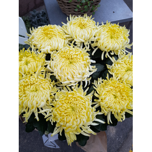 chrysanthèmes jaunes