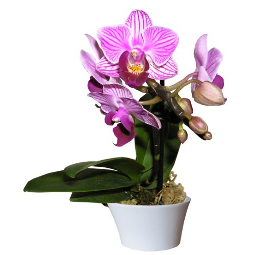 orchidée mini